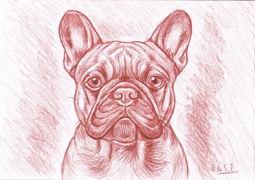 Ritratto bulldog francese - ritratto,