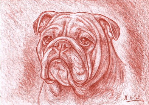 Ritratto bulldog inglese - ritratto,