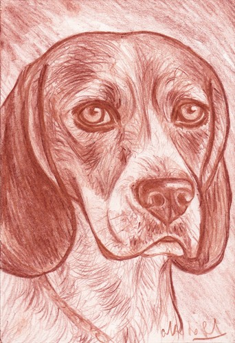 Ritratto beagle matita - beagle,