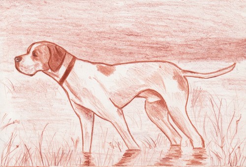 Ritratto pointer matita - ritratto,