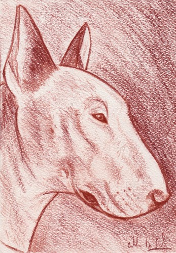 Ritratto bull terrier matita - ritratto,