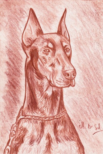 Ritratto dobermann matita - a,