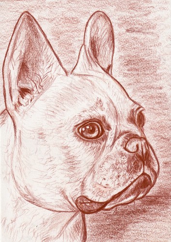 Ritratto bulldog francese - bulldog, a