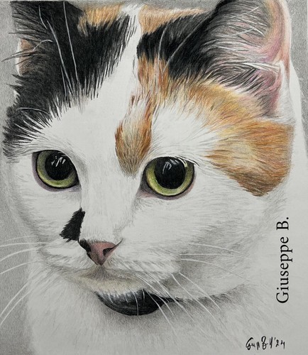 Ritratti animali domestici - animali,